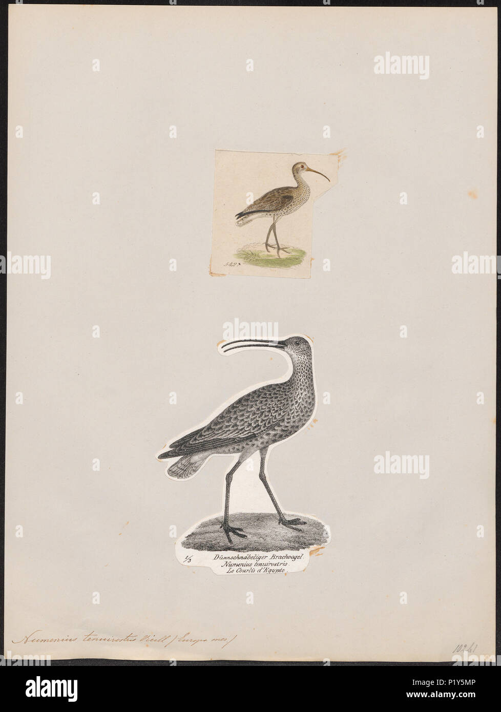 . Numenius tenuirostris . between 1700 and 1880 209 Numenius tenuirostris - 1700-1880 - Print - Iconographia Zoologica - Special Collections University of Amsterdam - UBA01 IZ17400059 Stock Photo