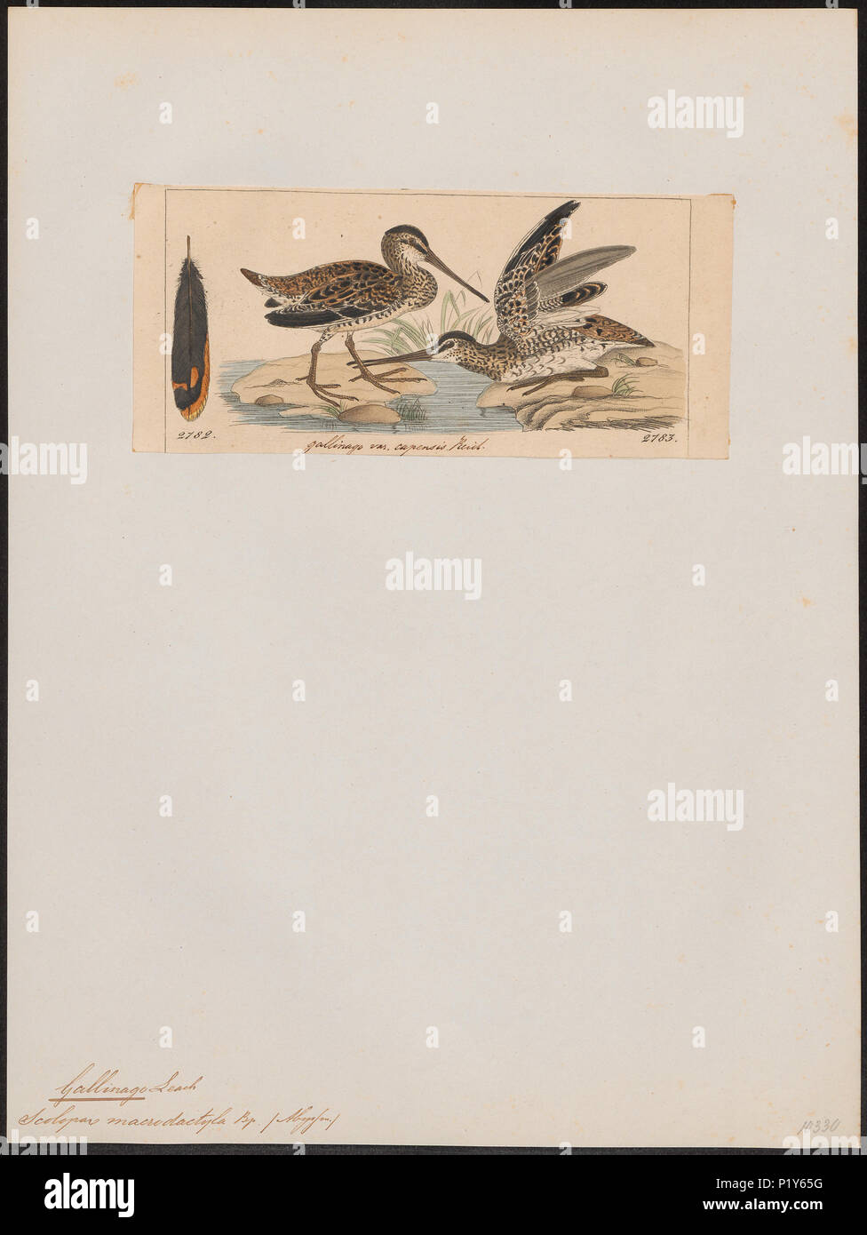 131 Gallinago macrodactyla - 1820-1860 - Print - Iconographia Zoologica - Special Collections University of Amsterdam - UBA01 IZ17400299 Stock Photo
