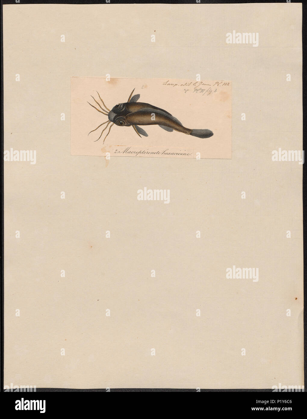 62 Clarias jagur - 1700-1880 - Print - Iconographia Zoologica - Special Collections University of Amsterdam - UBA01 IZ14600013 Stock Photo