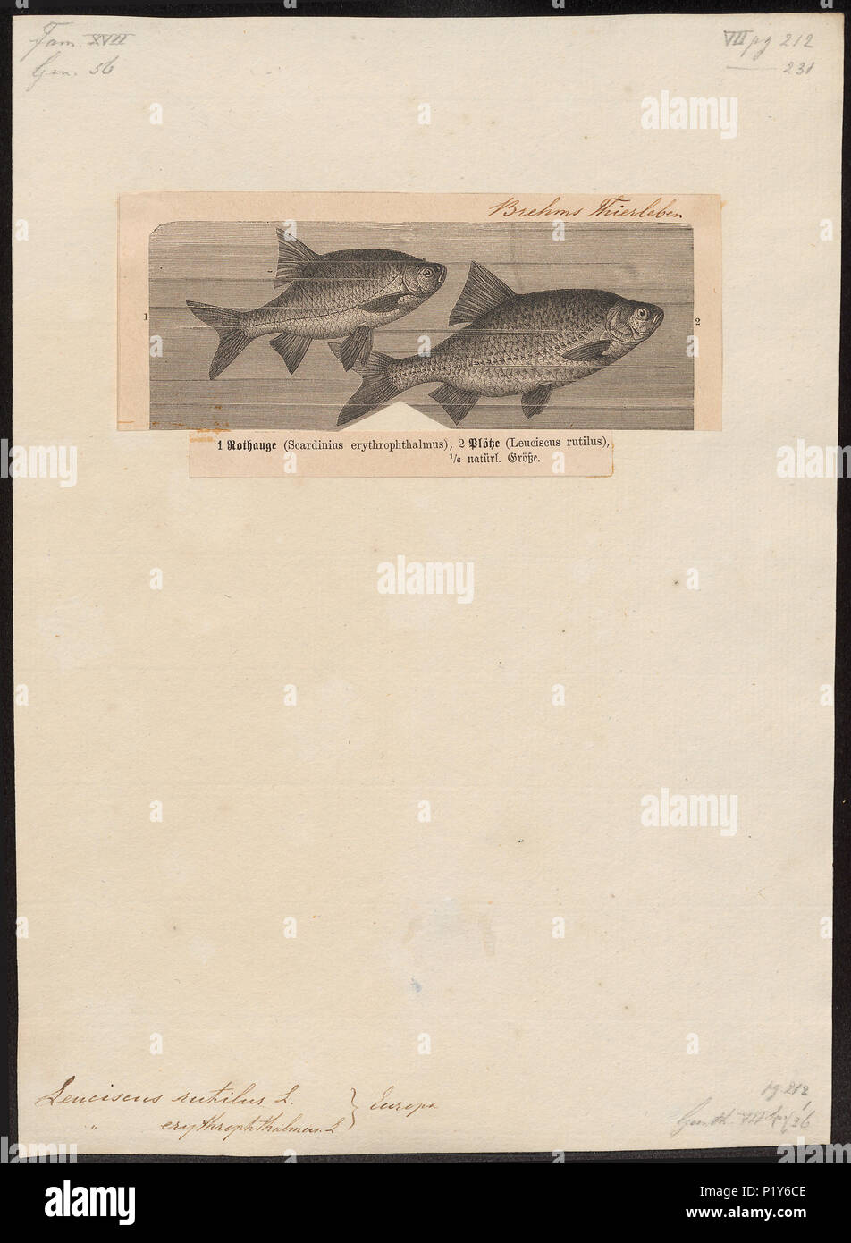 . Leuciscus rutilus . between 1700 and 1880 175 Leuciscus rutilus - 1700-1880 - Print - Iconographia Zoologica - Special Collections University of Amsterdam - UBA01 IZ14900029 Stock Photo