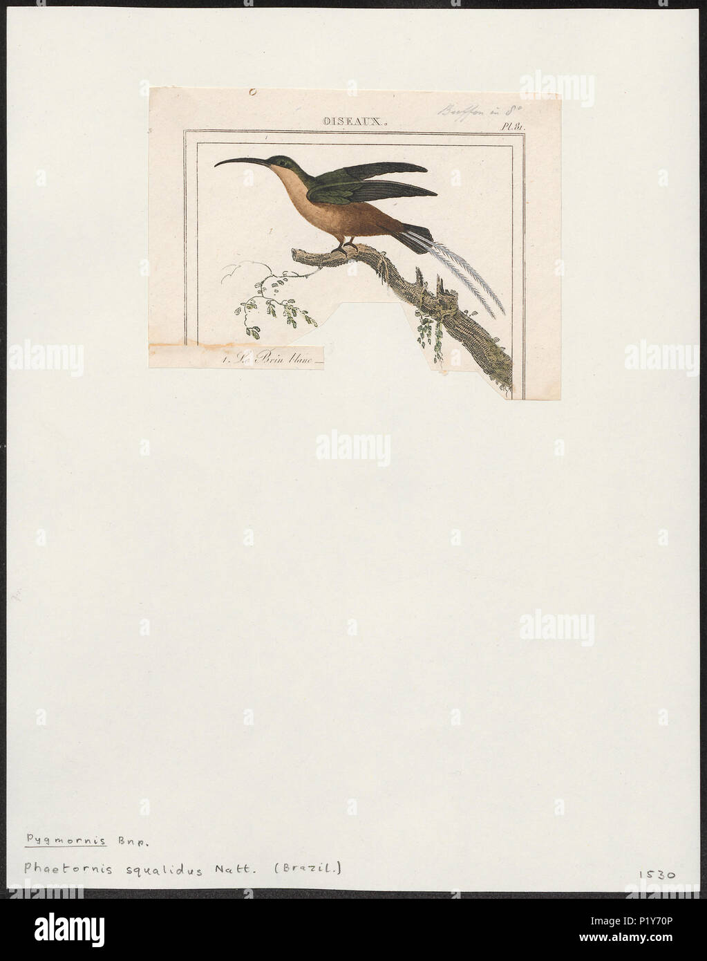 222 Phaëtornis squalidus - 1838 - Print - Iconographia Zoologica - Special Collections University of Amsterdam - UBA01 IZ19100007 Stock Photo