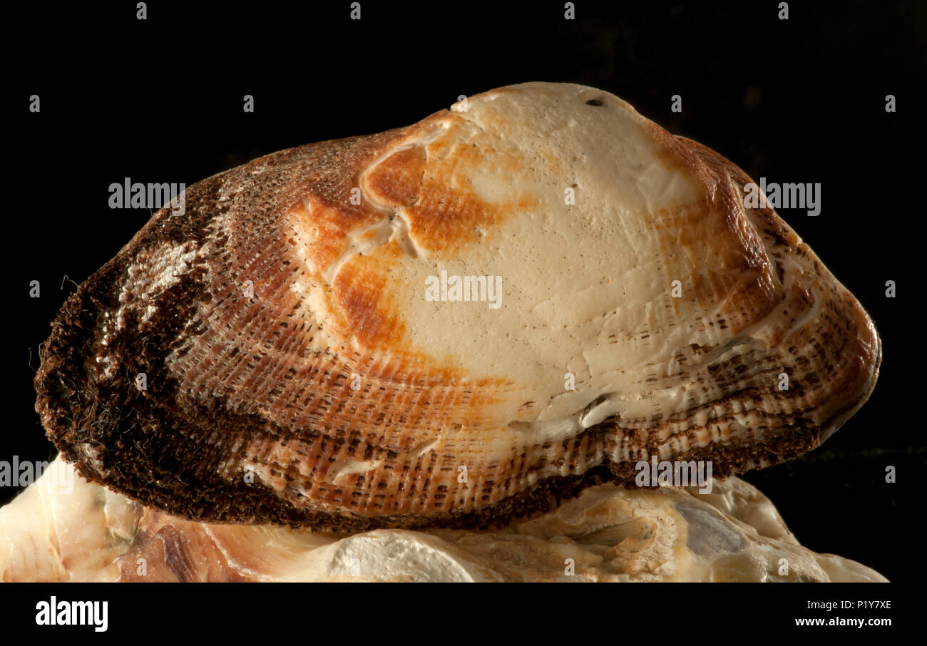 Seashell of Barbatia barbata. Malacology collection. Spain. Europe Stock Photo