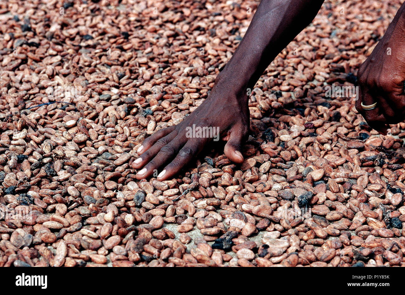 Africa, Togo, drying of cocoa beans after breaking the cocoa beans, natural sun drying Stock