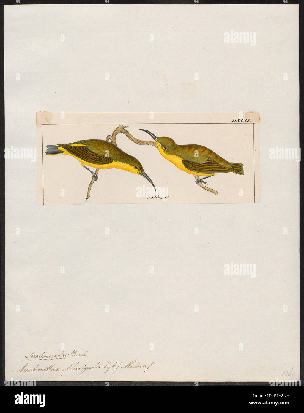 21 Arachnothera flavigaster - 1820-1860 - Print - Iconographia Zoologica - Special Collections University of Amsterdam - UBA01 IZ19000135 Stock Photo