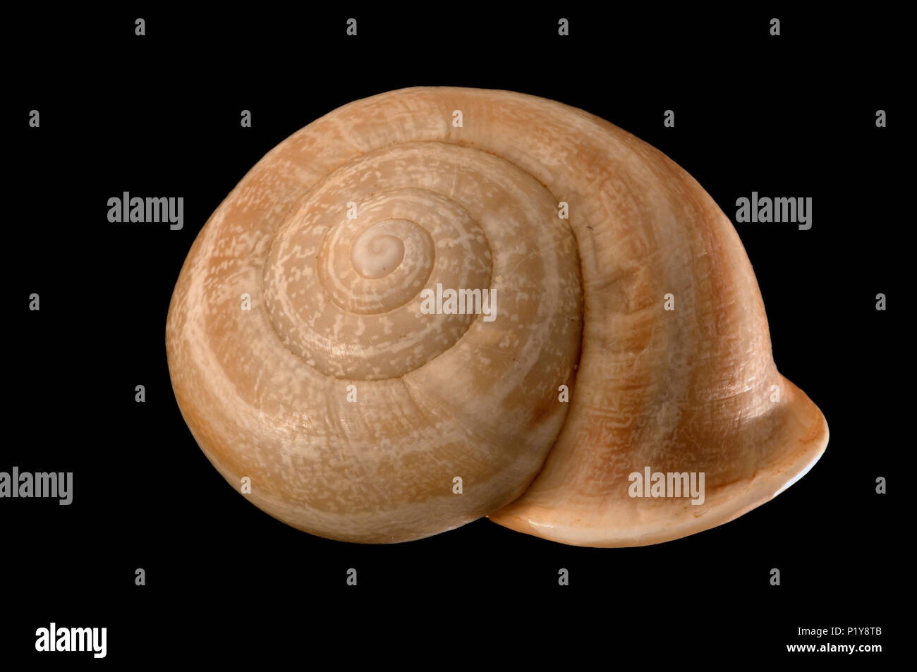 Shell of Otala lactea murcica. Malacology collection. Spain. Europe Stock Photo