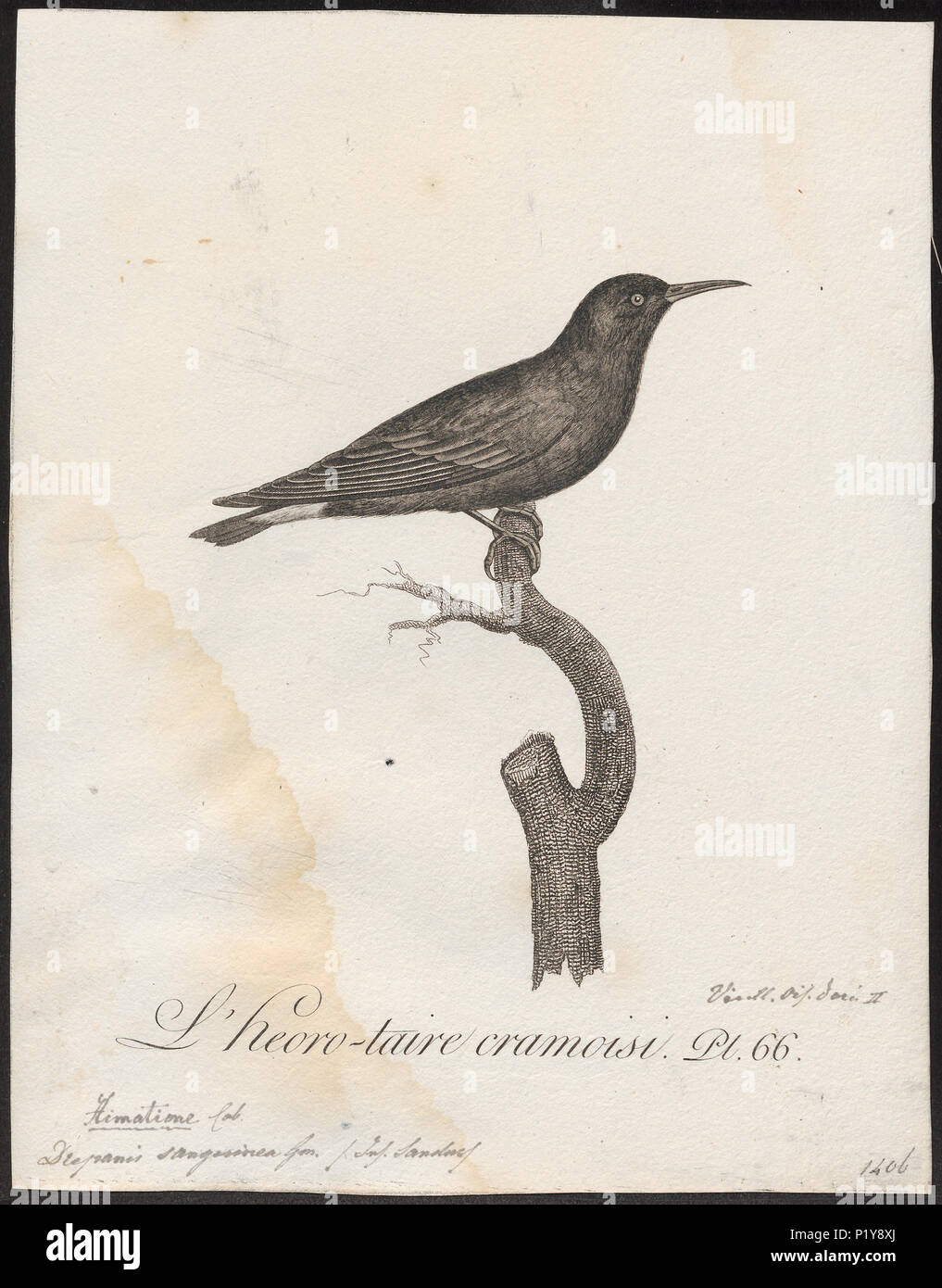 . Drepanis sanguinea . 1802 112 Drepanis sanguinea - 1802 - Print - Iconographia Zoologica - Special Collections University of Amsterdam - UBA01 IZ19000237 Stock Photo
