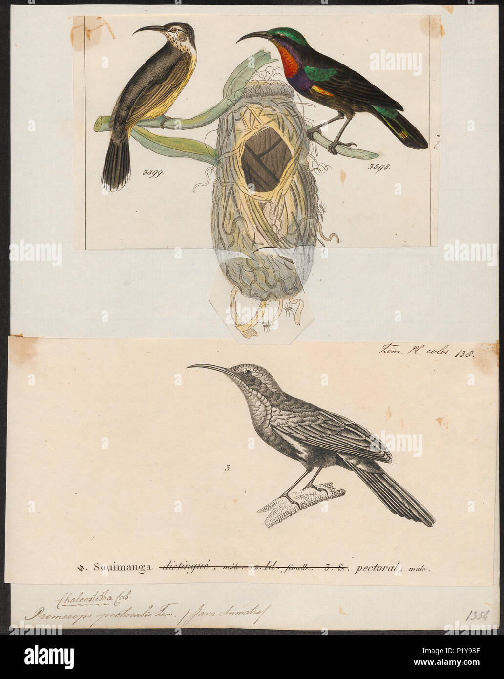 . Promerops pectoralis . between 1700 and 1880 270 Promerops pectoralis ...