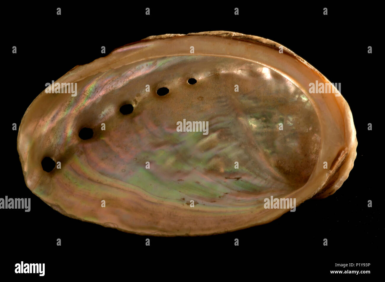 Seashell of Haliotis tuberculata. Malacology collection. Spain. Europe Stock Photo
