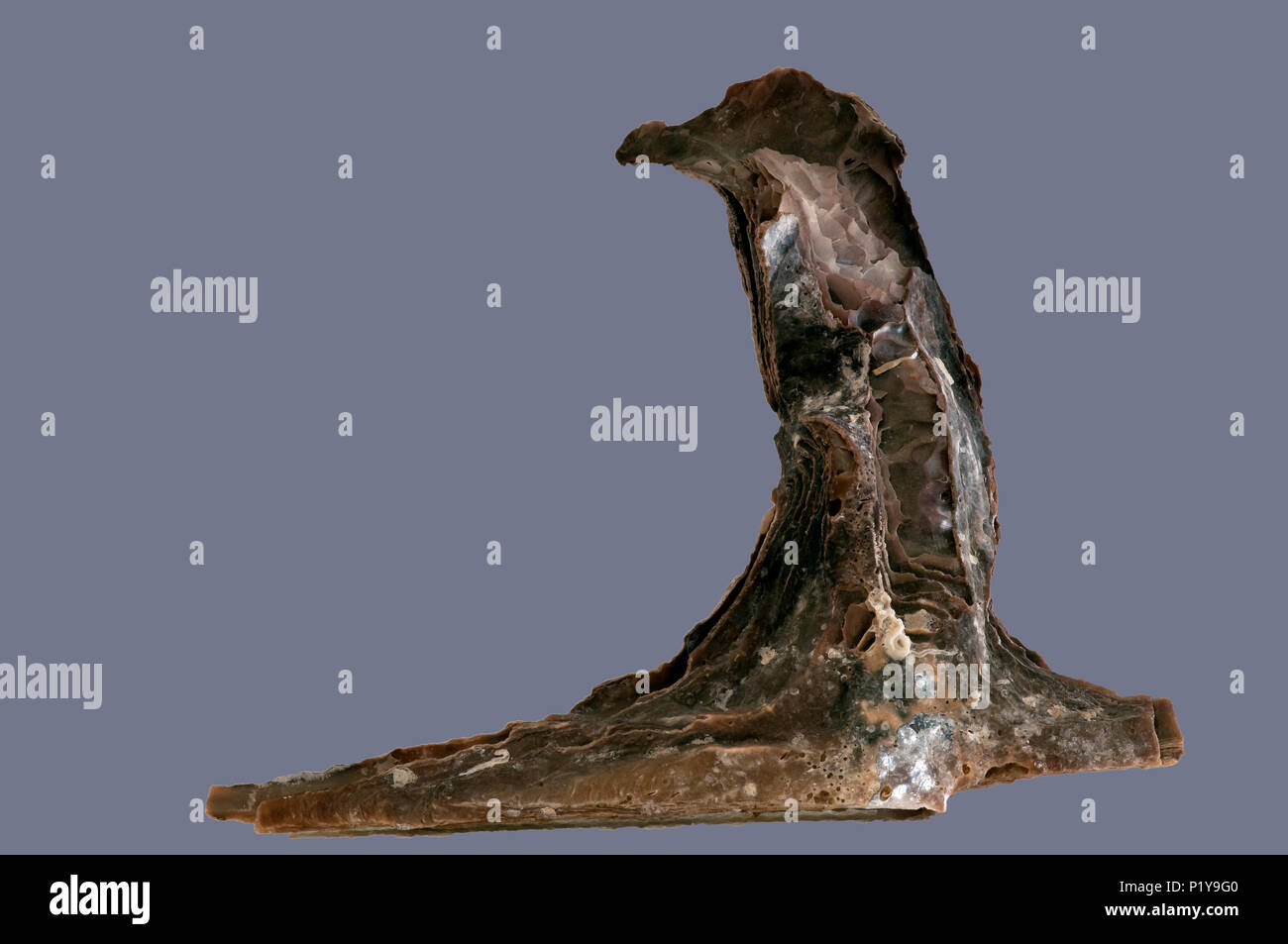 Seashell of Hammer shell (Malleus malleus). Malacology collection