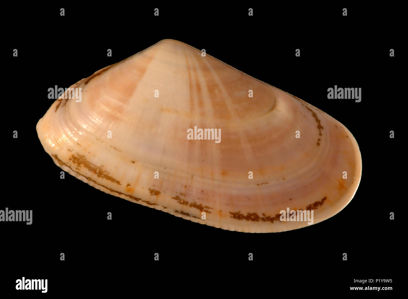 Seashell of Donax trunculus. Malacology collection. Spain. Europe Stock Photo