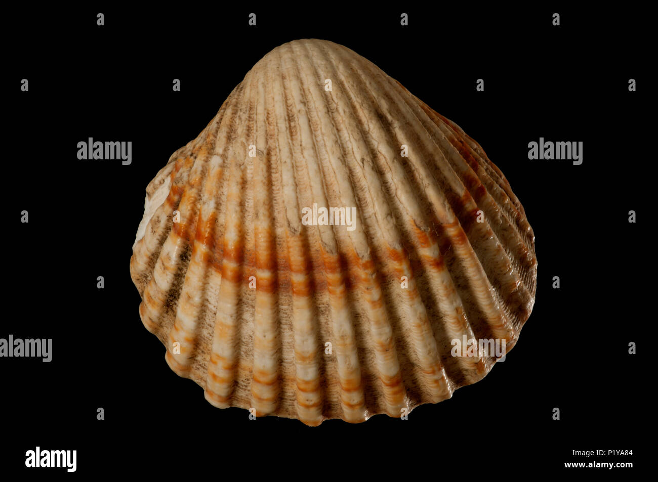 Seashell of Rudicardium tuberculatum. Malacology collection. Spain. Europe Stock Photo