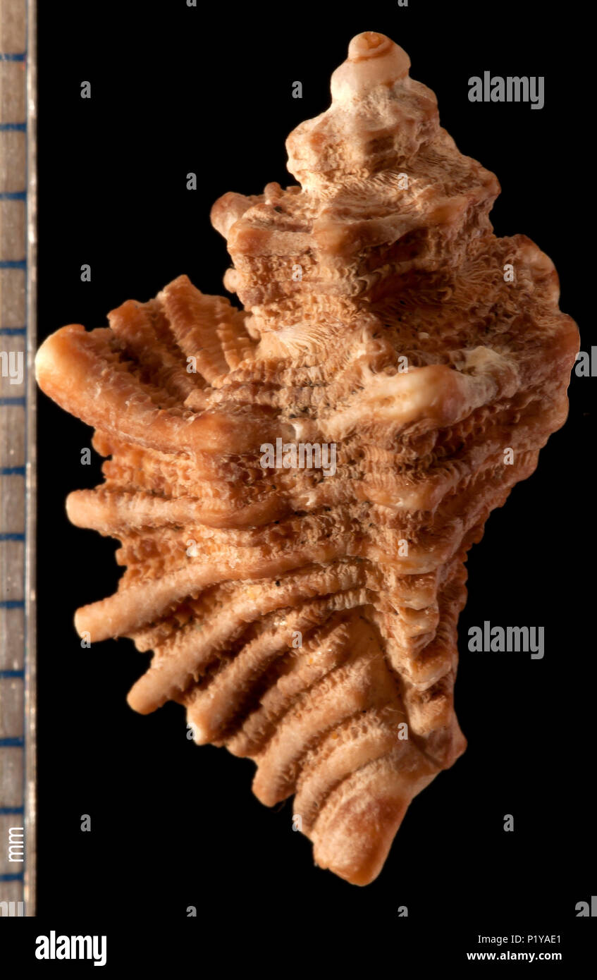 Seashell of Ocenebra erinacea. Malacology collection. Spain. Europe Stock Photo
