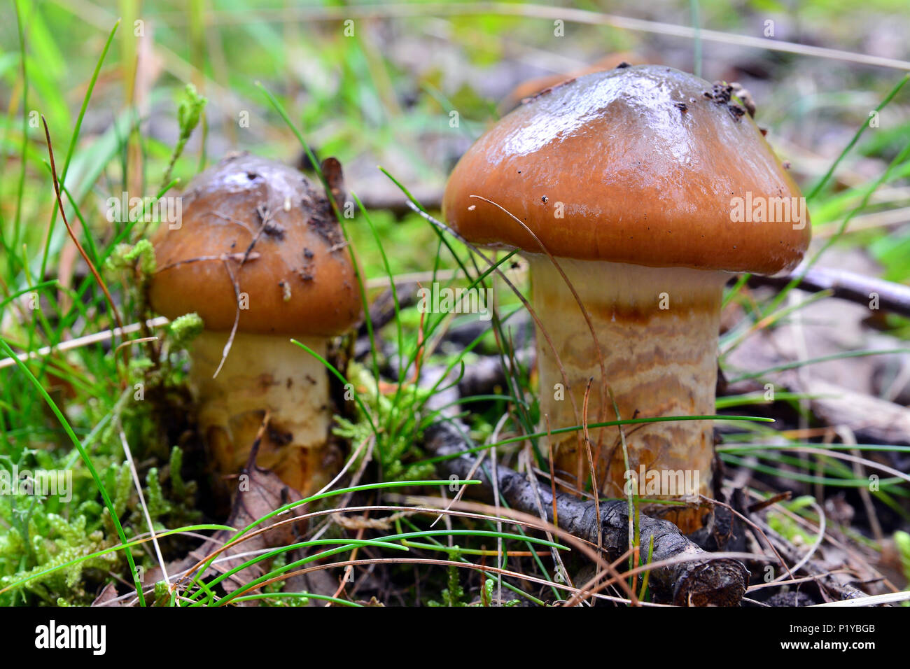 cortinarius trivialis mushrooms on the ground Stock Photo