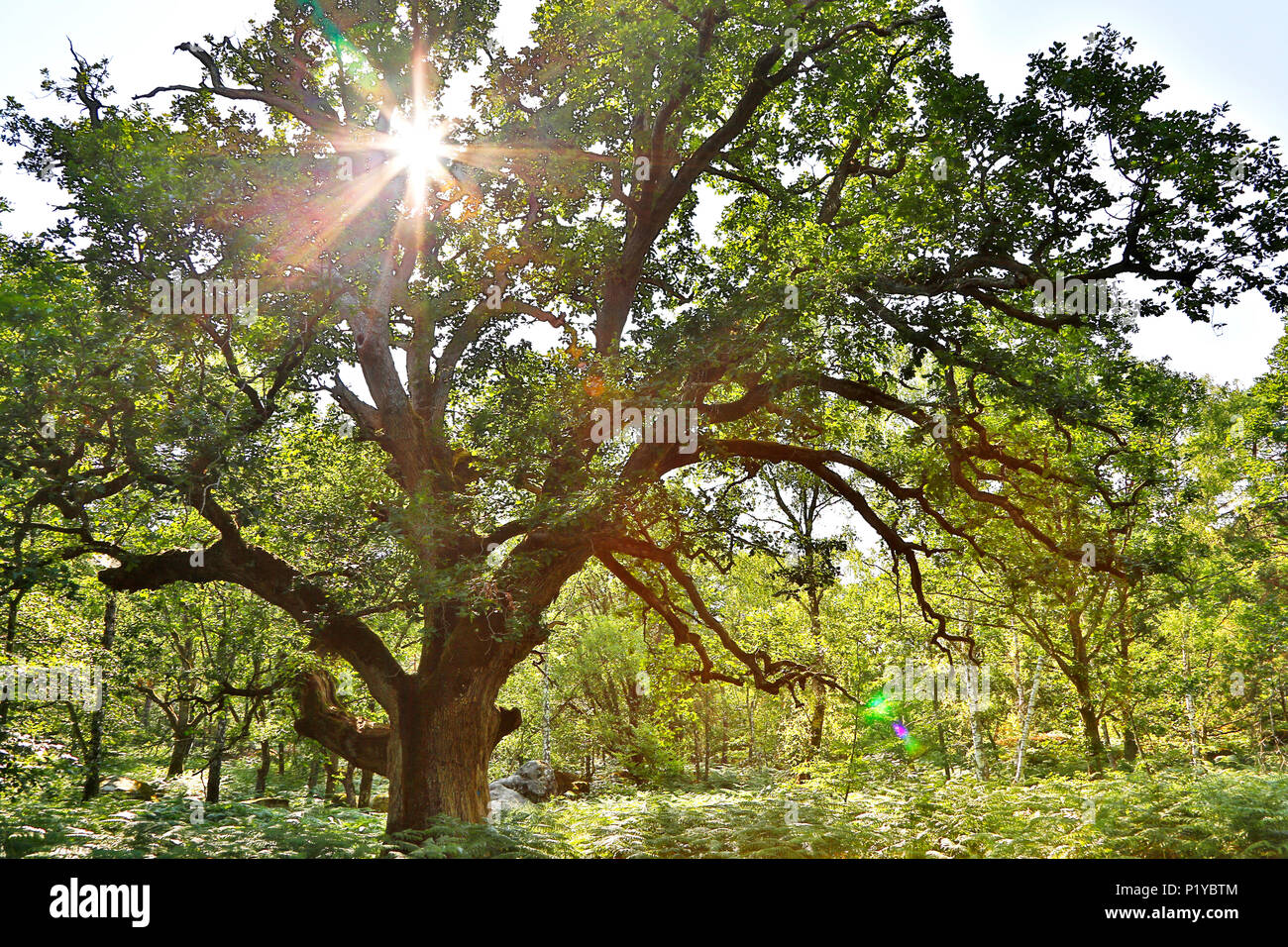 Seine et Marne. Barbizon. Fontainebleau. Gorges Franchard and Apremont. The forest. Close up of a Sully oak. Stock Photo