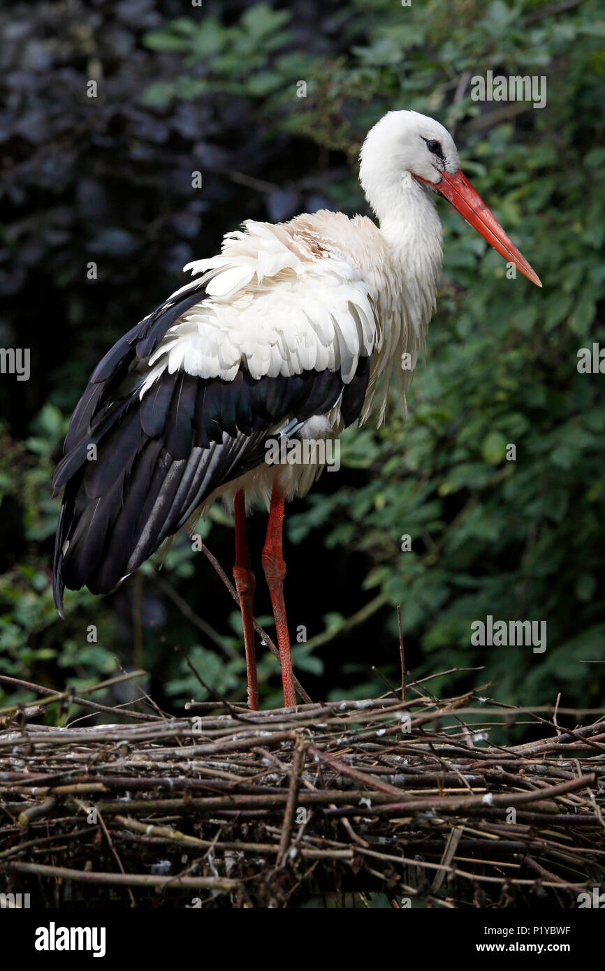Normandy. Manche. Close-up on a white stork on its nest. Stock Photo