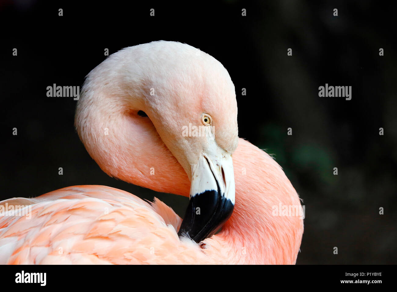 Bolivia. Altiplano. Laguna colorada. Close-up on a pink flamingo of Chile (Phoenicopterus chilensis). Stock Photo