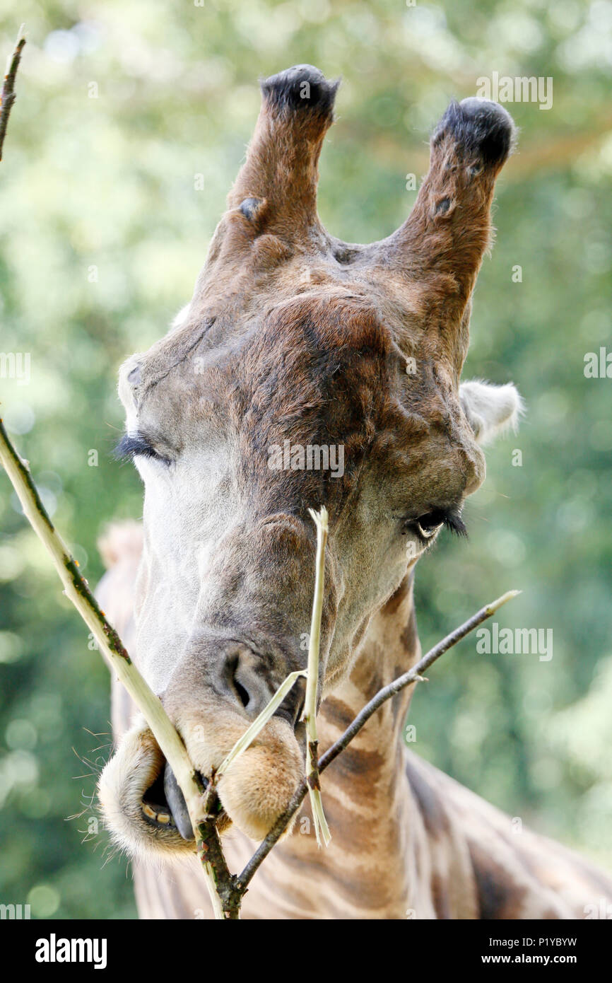 Africa. Namibia. Etosha. Close-up on a giraffe eating. Stock Photo