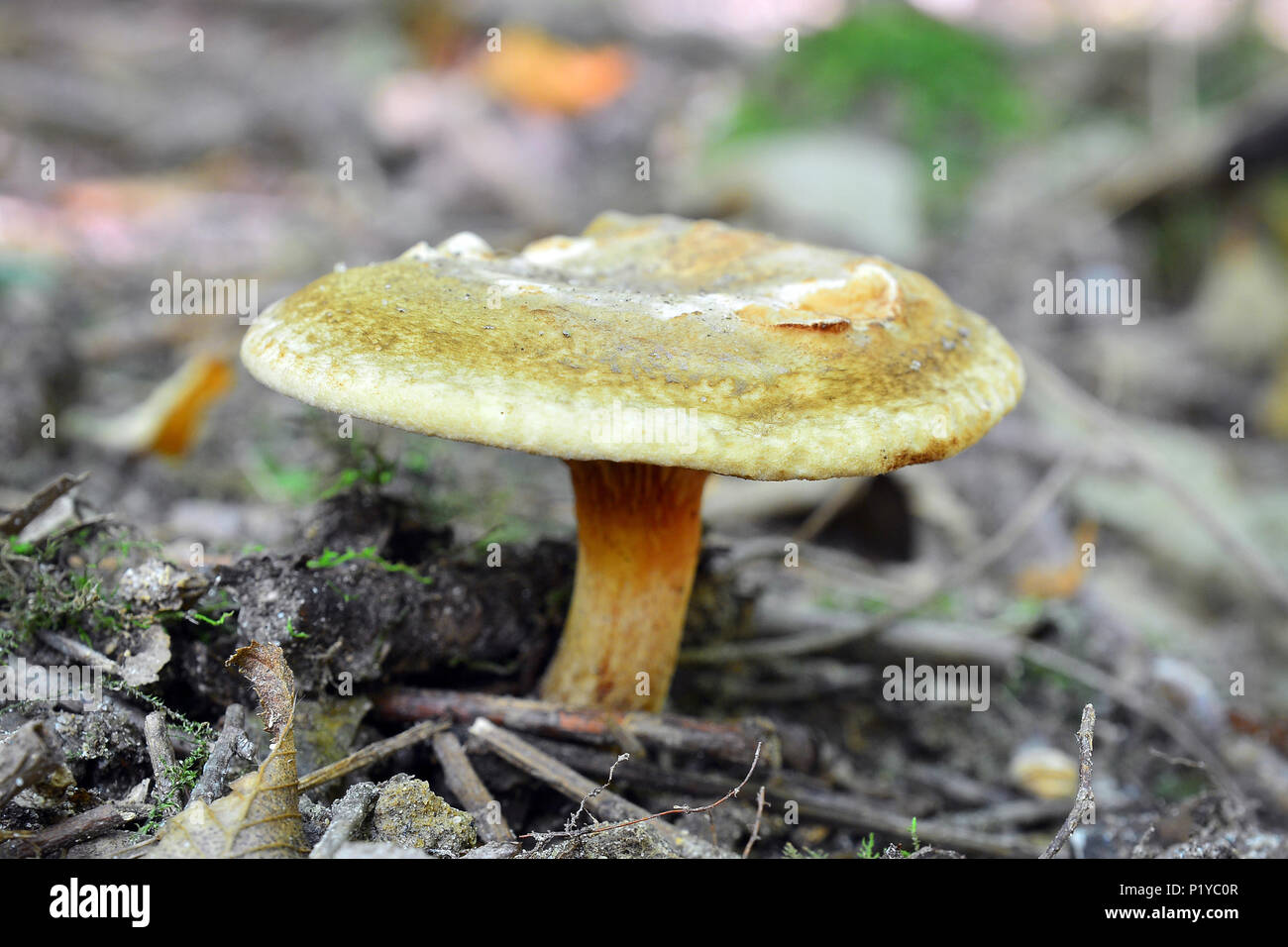 toxic paxillus involutus mushroom, known as the brown roll-rim, common roll-rim, or poison pax Stock Photo