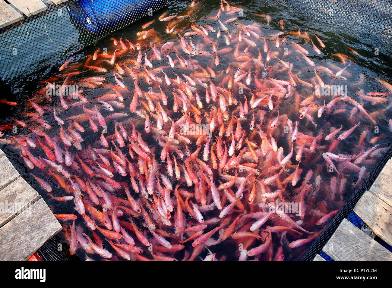 Asia, Sri Lanka, fish farming, cherry barb fishes Stock Photo