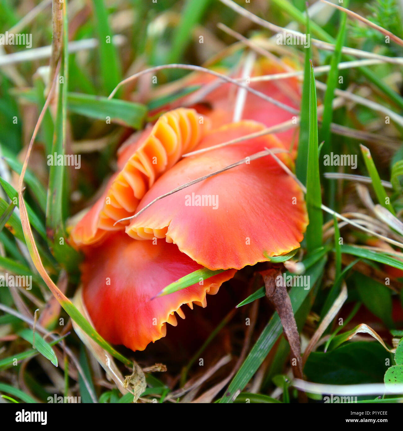some hygrocybe conica mushrooms on the ground Stock Photo
