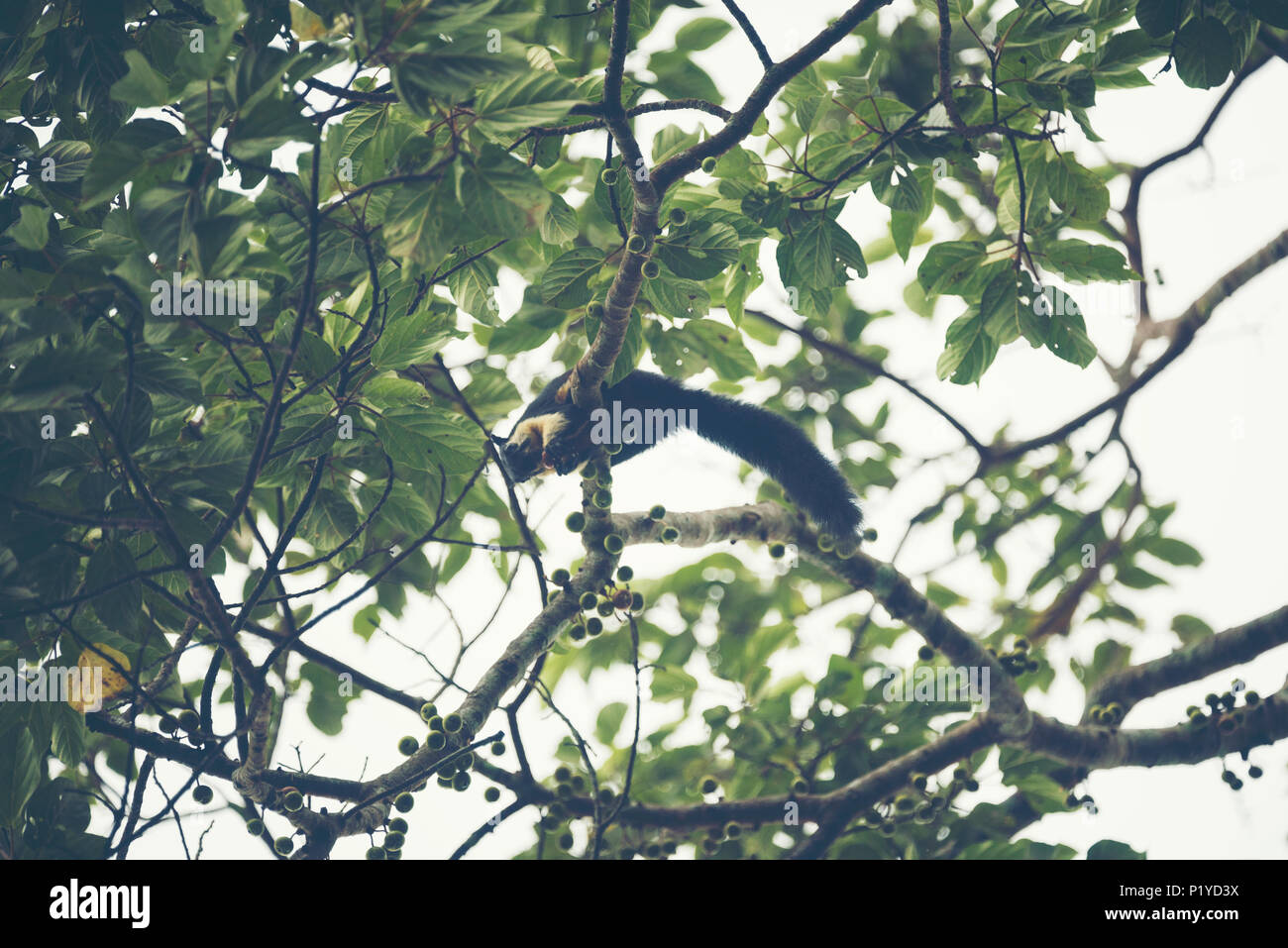 giant black squirrel on tree in Khao Yai National Par, vintage filter image Stock Photo