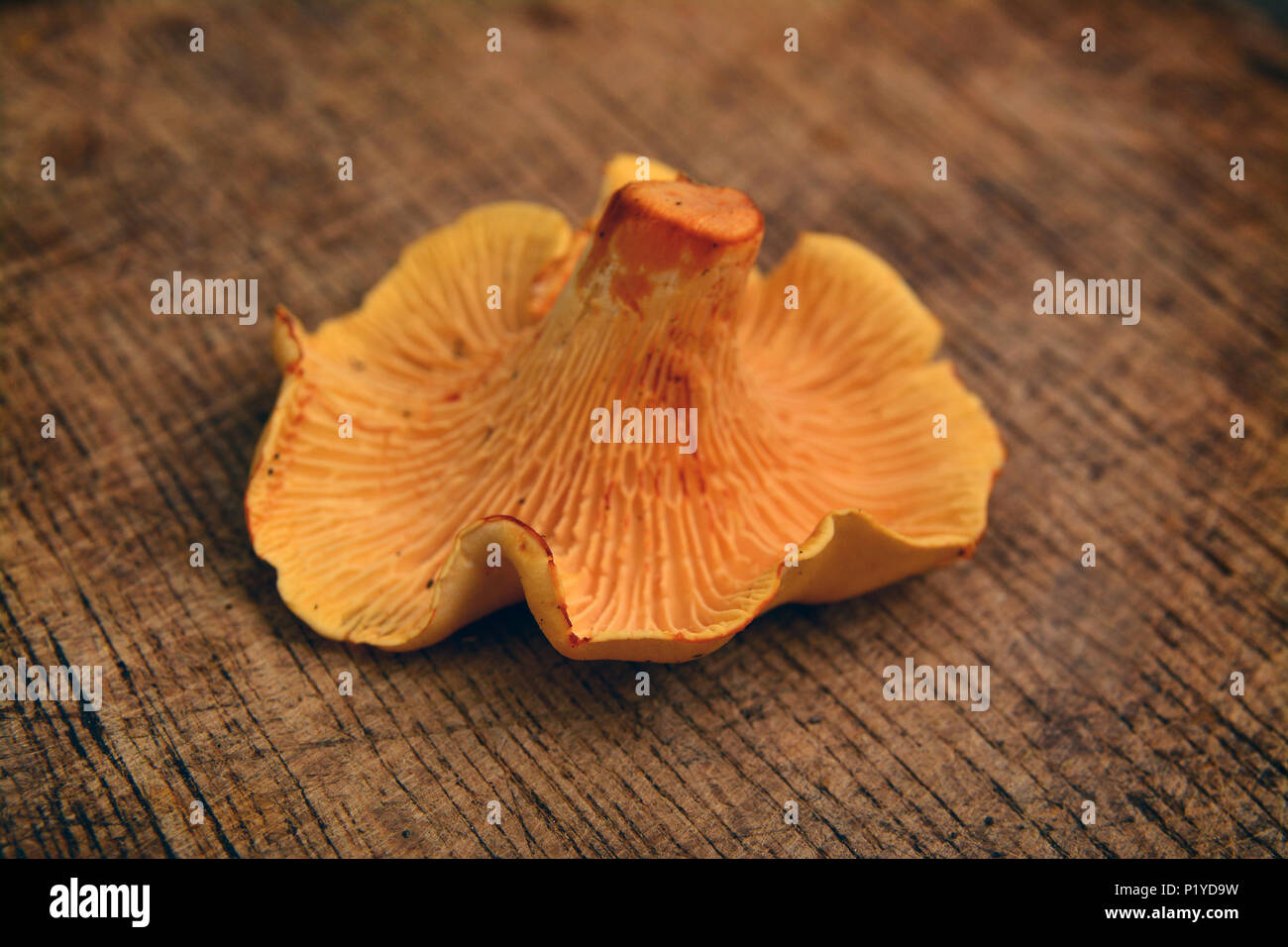 cantharellus cibarius, chanterelle, mushroom on wood Stock Photo Alamy