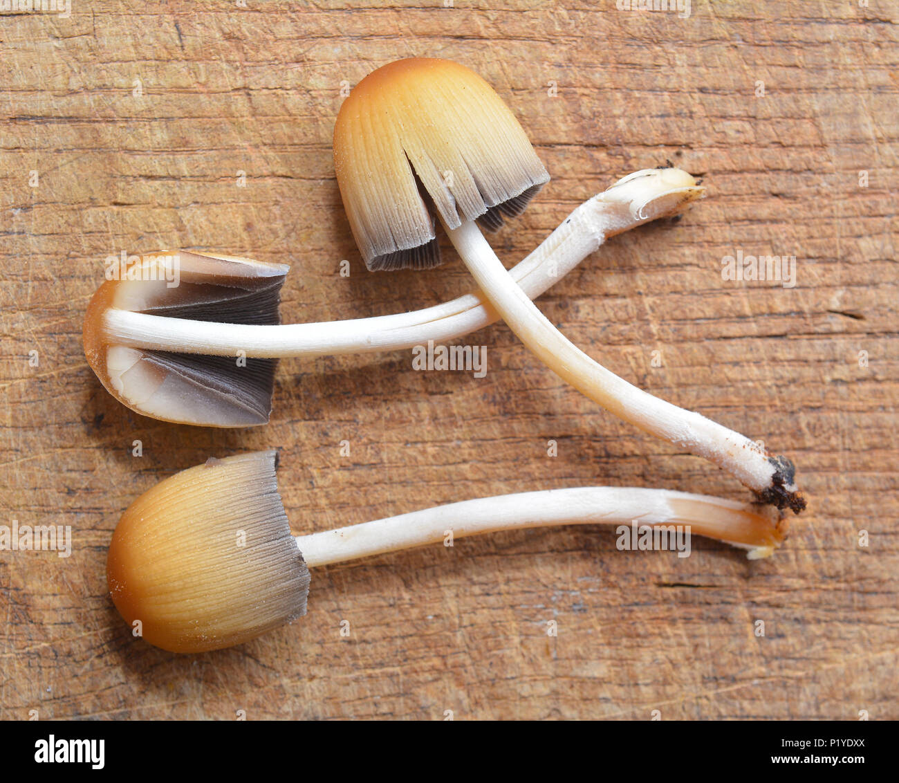 coprinus saccharinus mushrooms on wood Stock Photo