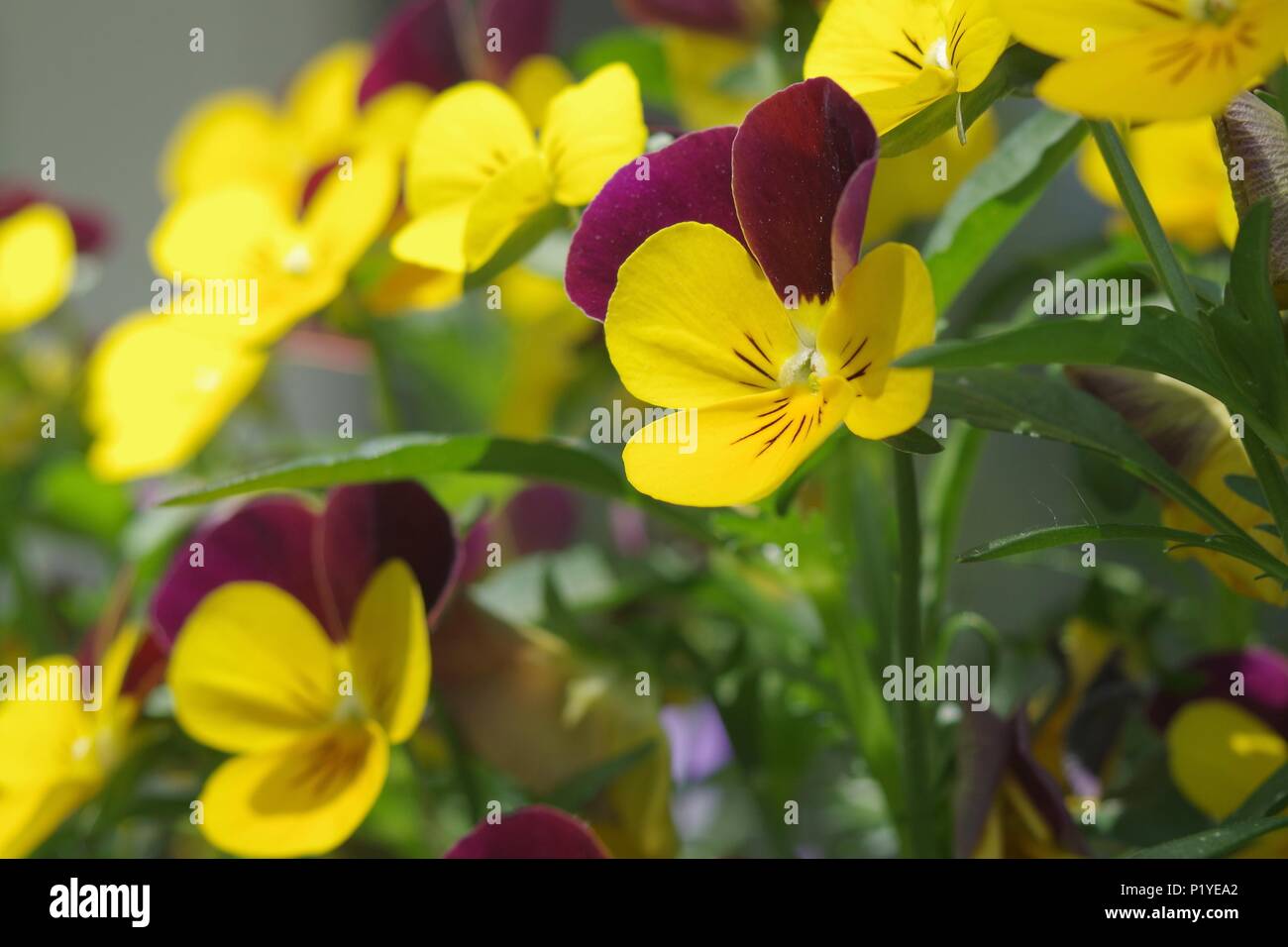 yellow and purple pansies Stock Photo