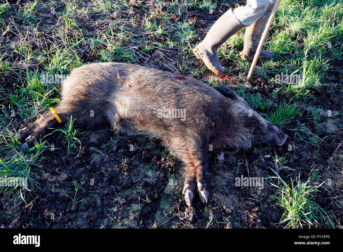 Department of Aisne. Big game hunting season (autumn). Boar shot and ringed. Stock Photo