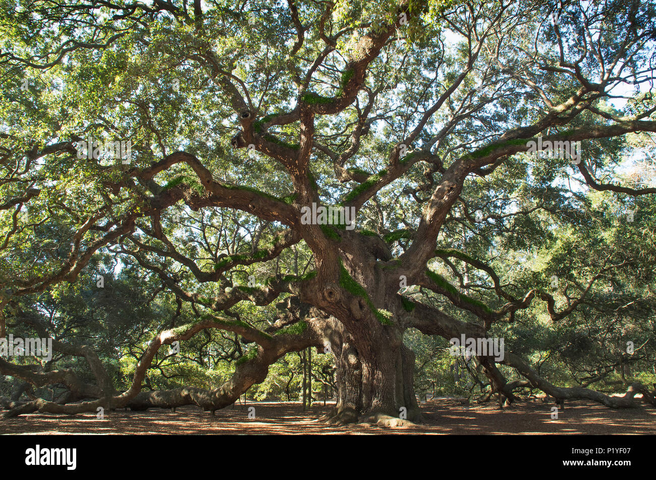The Angel Oak Tree stands against the elements in a park in Charleston South Carolina Stock