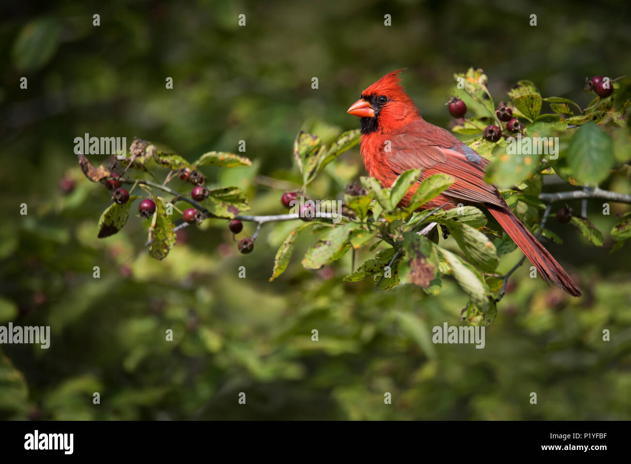 A Northern Cardinal poses on a berry-filled leaf at Ashbridges Bay Park, Toronto. Stock Photo