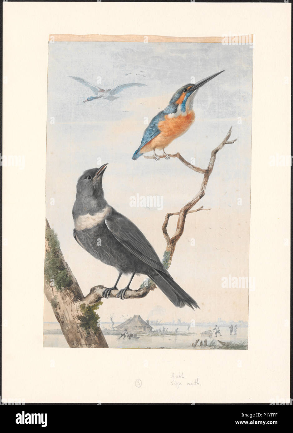14 Alcedo ispida - 1743 - Print - Iconographia Zoologica - Special Collections University of Amsterdam - UBA01 IZAA100121 Stock Photo
