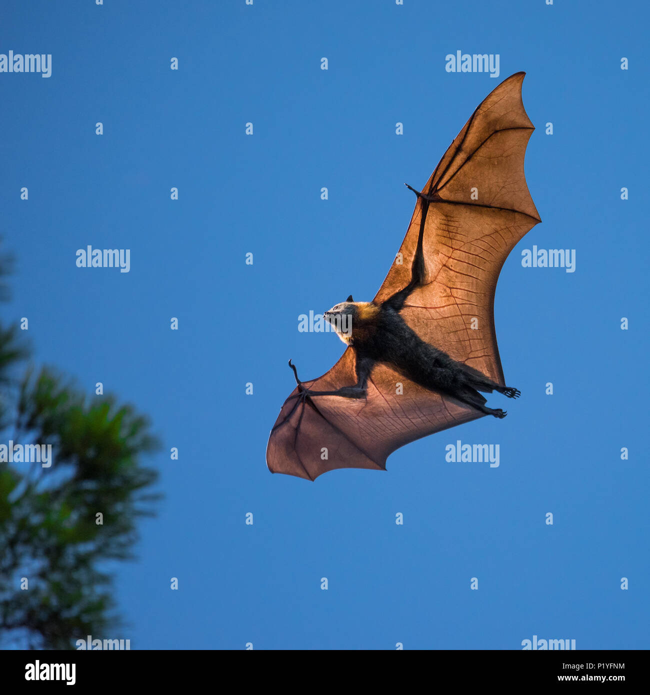 A Grey-headed Flying Fox catching the sun in the Adelaide Botanic Gardens, South Australia. Seen as pests, these bats are vulnerable to extinction. Stock Photo