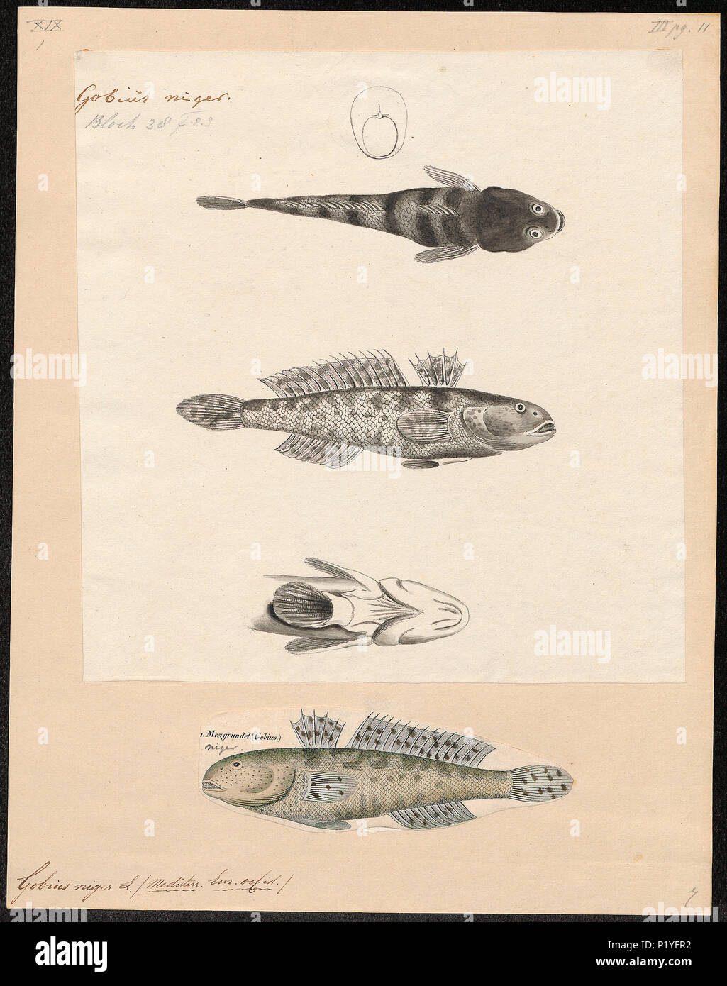 . Gobius niger . between 1700 and 1880 140 Gobius niger - 1700-1880 - Print - Iconographia Zoologica - Special Collections University of Amsterdam - UBA01 IZ13600031 Stock Photo