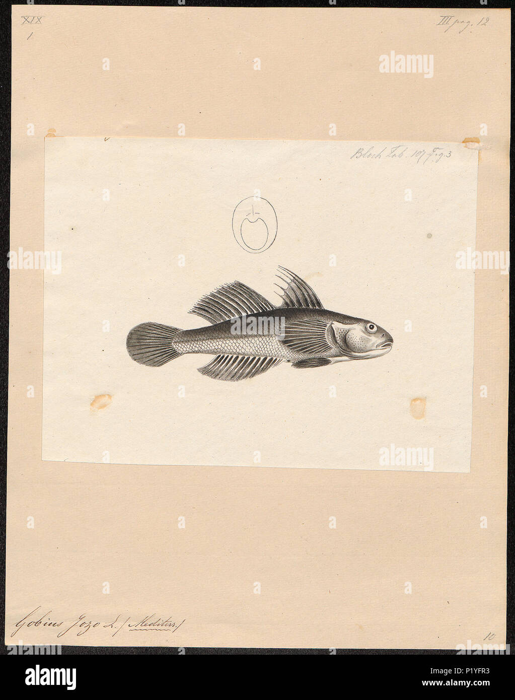 . Gobius niger syn. G. jozo . between 1700 and 1880 140 Gobius jozo - 1700-1880 - Print - Iconographia Zoologica - Special Collections University of Amsterdam - UBA01 IZ13600033 Stock Photo