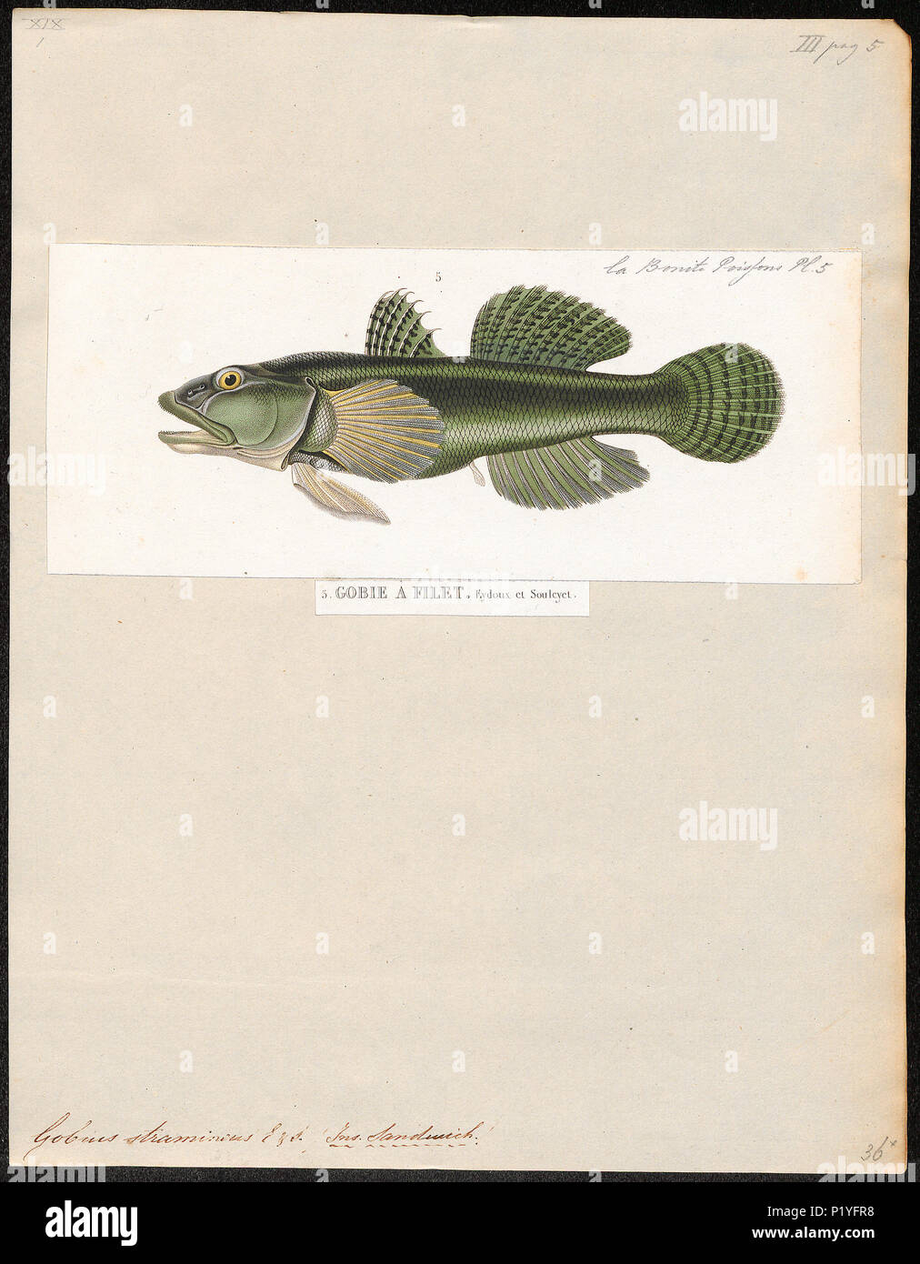 . Gobius stamineus . between 1700 and 1880 140 Gobius stamineus - 1700-1880 - Print - Iconographia Zoologica - Special Collections University of Amsterdam - UBA01 IZ13600039 Stock Photo