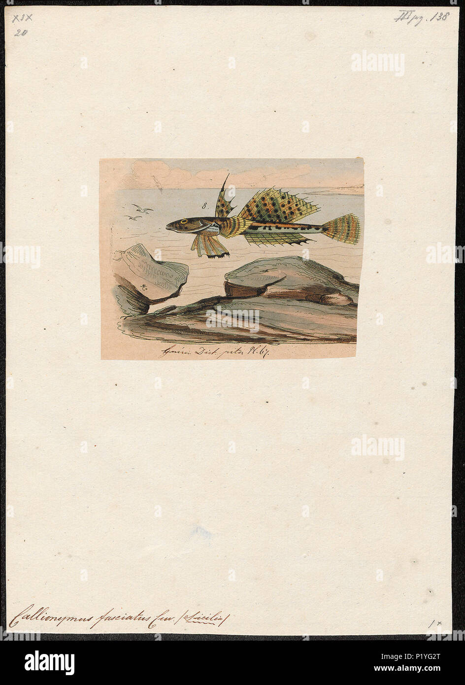 . Callionymus fasciatus . between 1700 and 1880 47 Callionymus fasciatus - 1700-1880 - Print - Iconographia Zoologica - Special Collections University of Amsterdam - UBA01 IZ13600141 Stock Photo