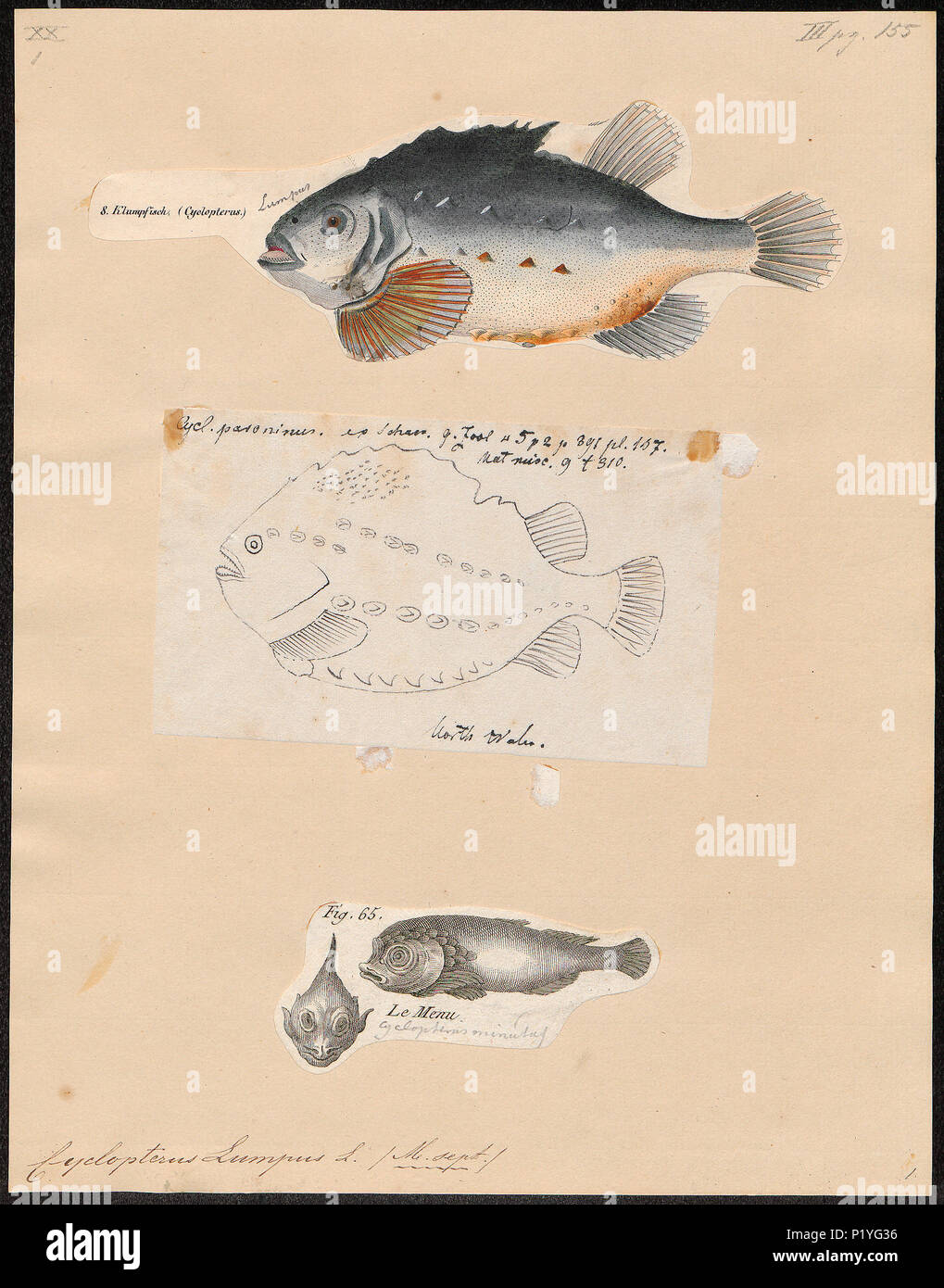 . Cyclopterus lumpus . between 1700 and 1880 72 Cyclopterus lumpus - 1700-1880 - Print - Iconographia Zoologica - Special Collections University of Amsterdam - UBA01 IZ13600151 Stock Photo