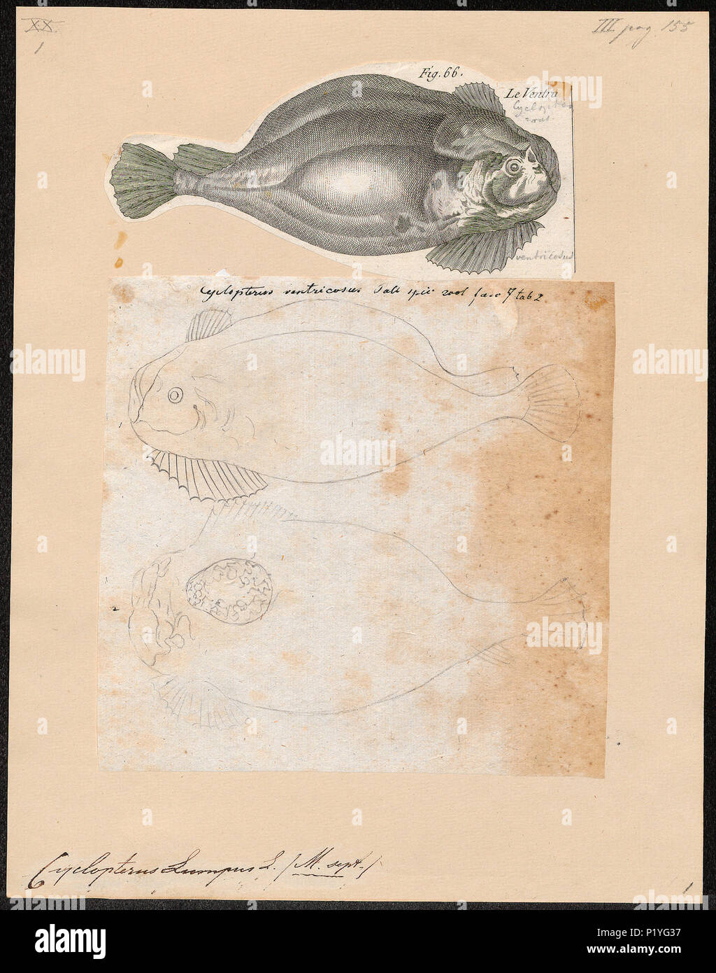 . Cyclopterus lumpus . between 1700 and 1880 72 Cyclopterus lumpus - 1700-1880 - Print - Iconographia Zoologica - Special Collections University of Amsterdam - UBA01 IZ13600153 Stock Photo