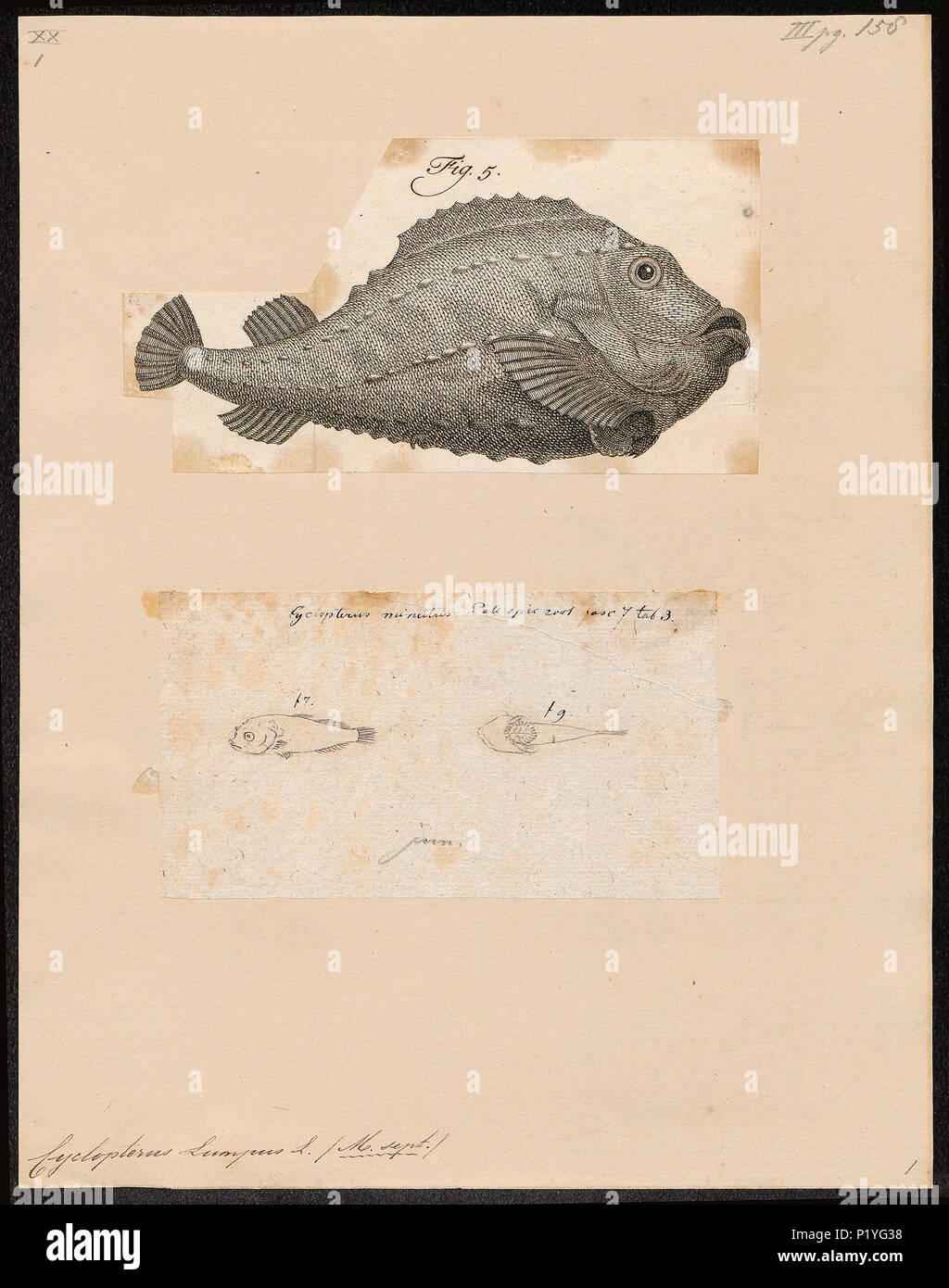 . Cyclopterus lumpus . between 1700 and 1880 72 Cyclopterus lumpus - 1700-1880 - Print - Iconographia Zoologica - Special Collections University of Amsterdam - UBA01 IZ13600155 Stock Photo