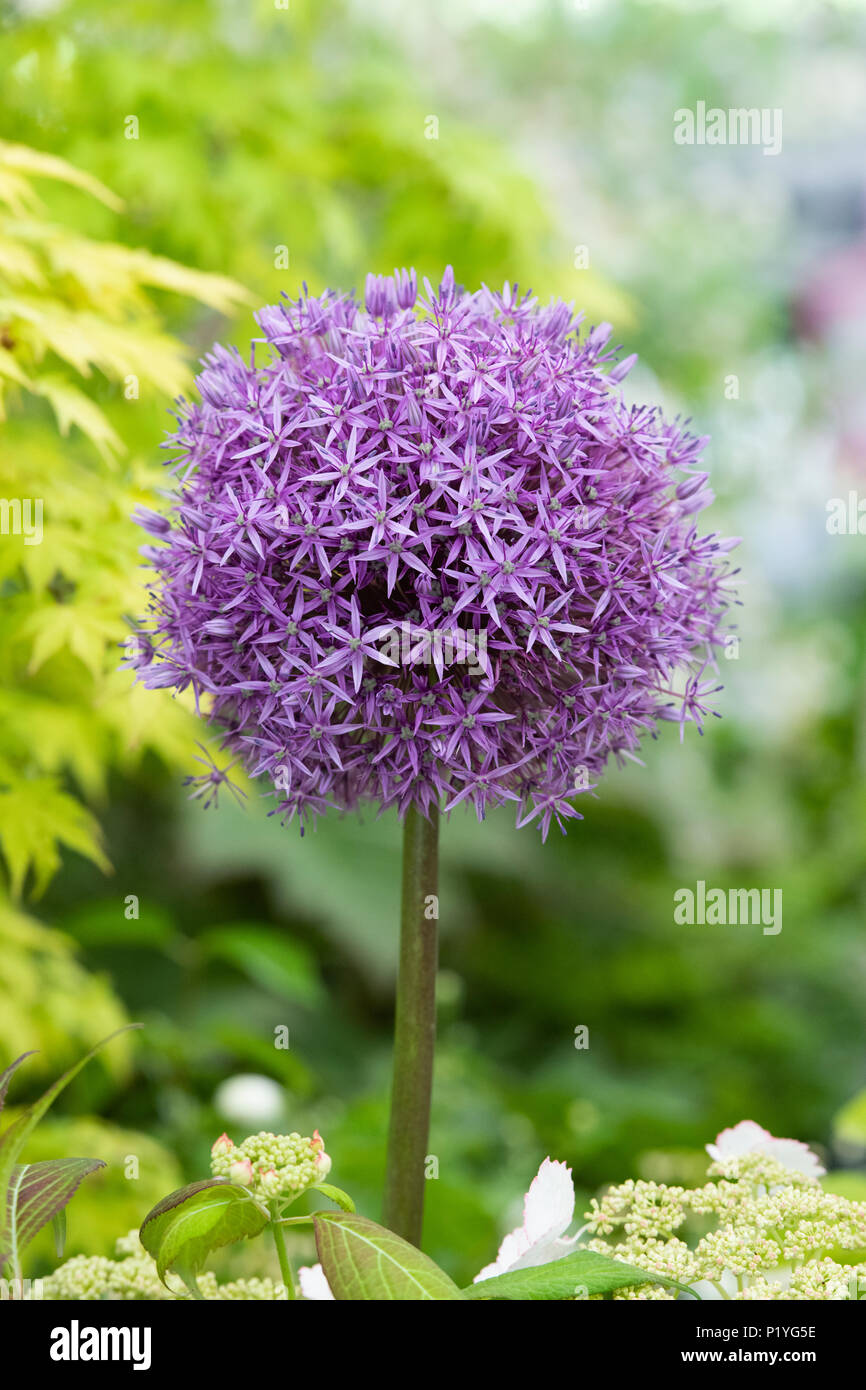 Allium 'Globemaster'. Ornamental onions Stock Photo
