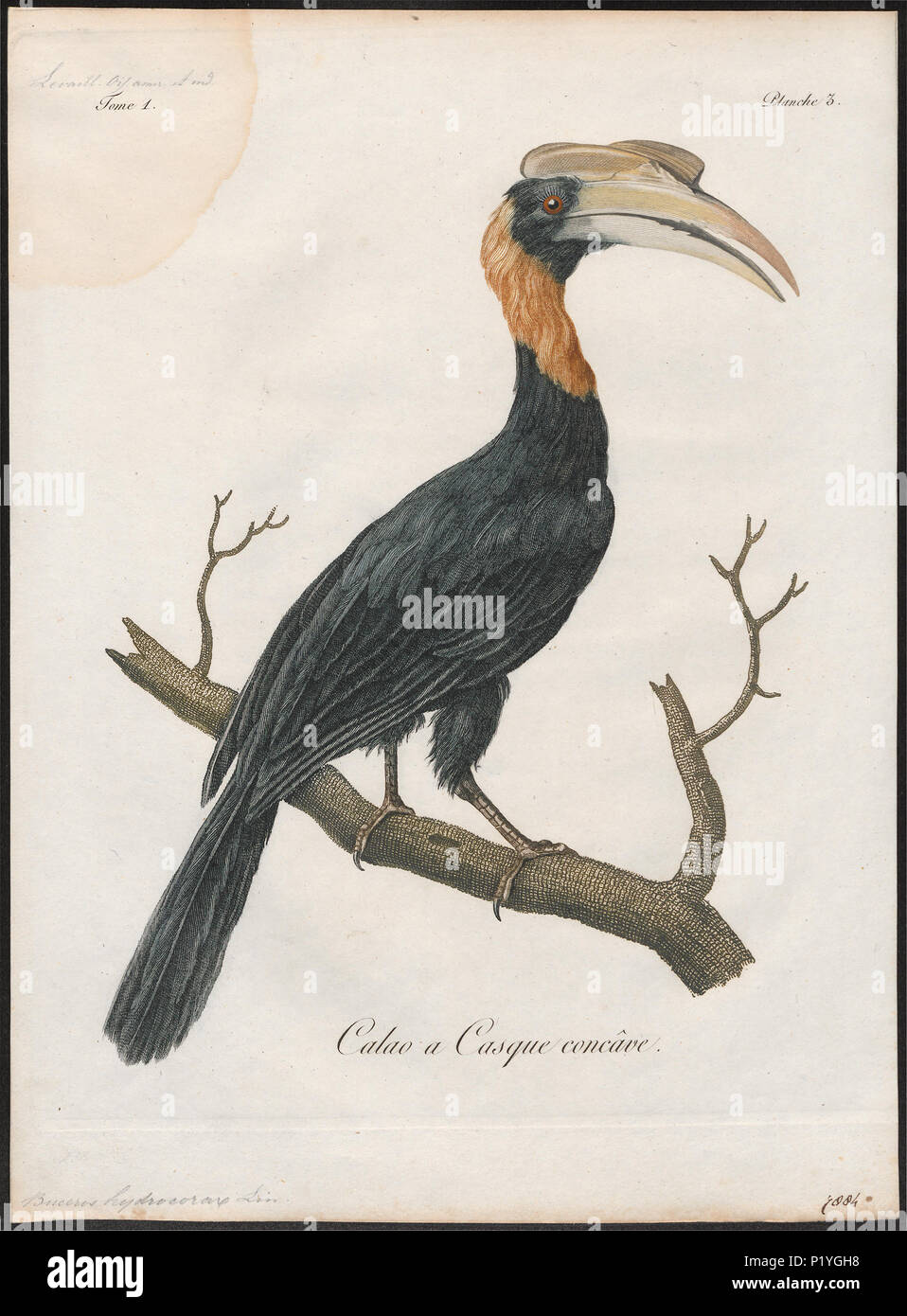 45 Buceros hydrocorax - 1801 - Print - Iconographia Zoologica - Special Collections University of Amsterdam - UBA01 IZ19300167 Stock Photo