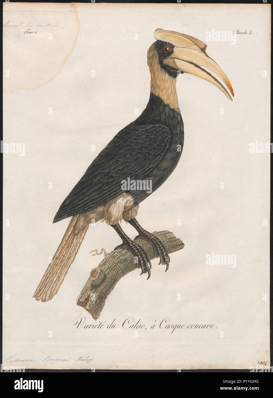 45 Buceros hydrocorax - 1801 - Print - Iconographia Zoologica - Special Collections University of Amsterdam - UBA01 IZ19300169 Stock Photo