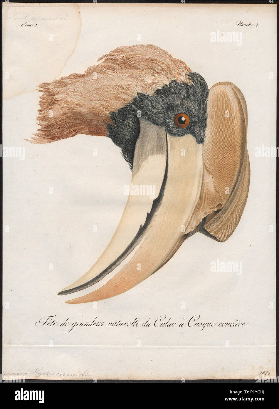 45 Buceros hydrocorax - kop - 1801 - Print - Iconographia Zoologica - Special Collections University of Amsterdam - UBA01 IZ19300171 Stock Photo