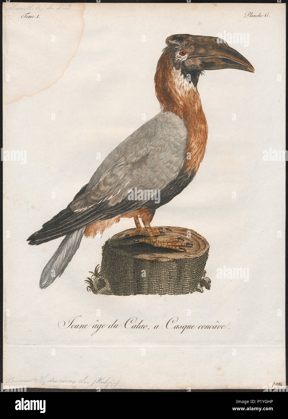 45 Buceros hydrocorax - 1801 - Print - Iconographia Zoologica - Special Collections University of Amsterdam - UBA01 IZ19300173 Stock Photo
