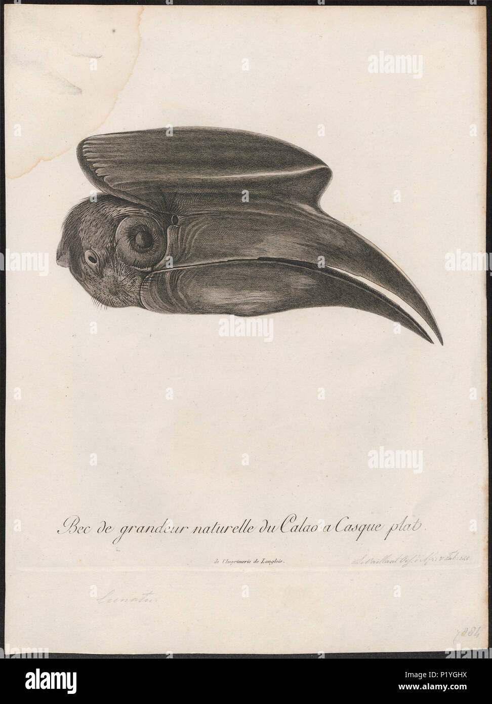 45 Buceros hydrocorax - kop - 1796-1808 - Print - Iconographia Zoologica - Special Collections University of Amsterdam - UBA01 IZ19300175 Stock Photo