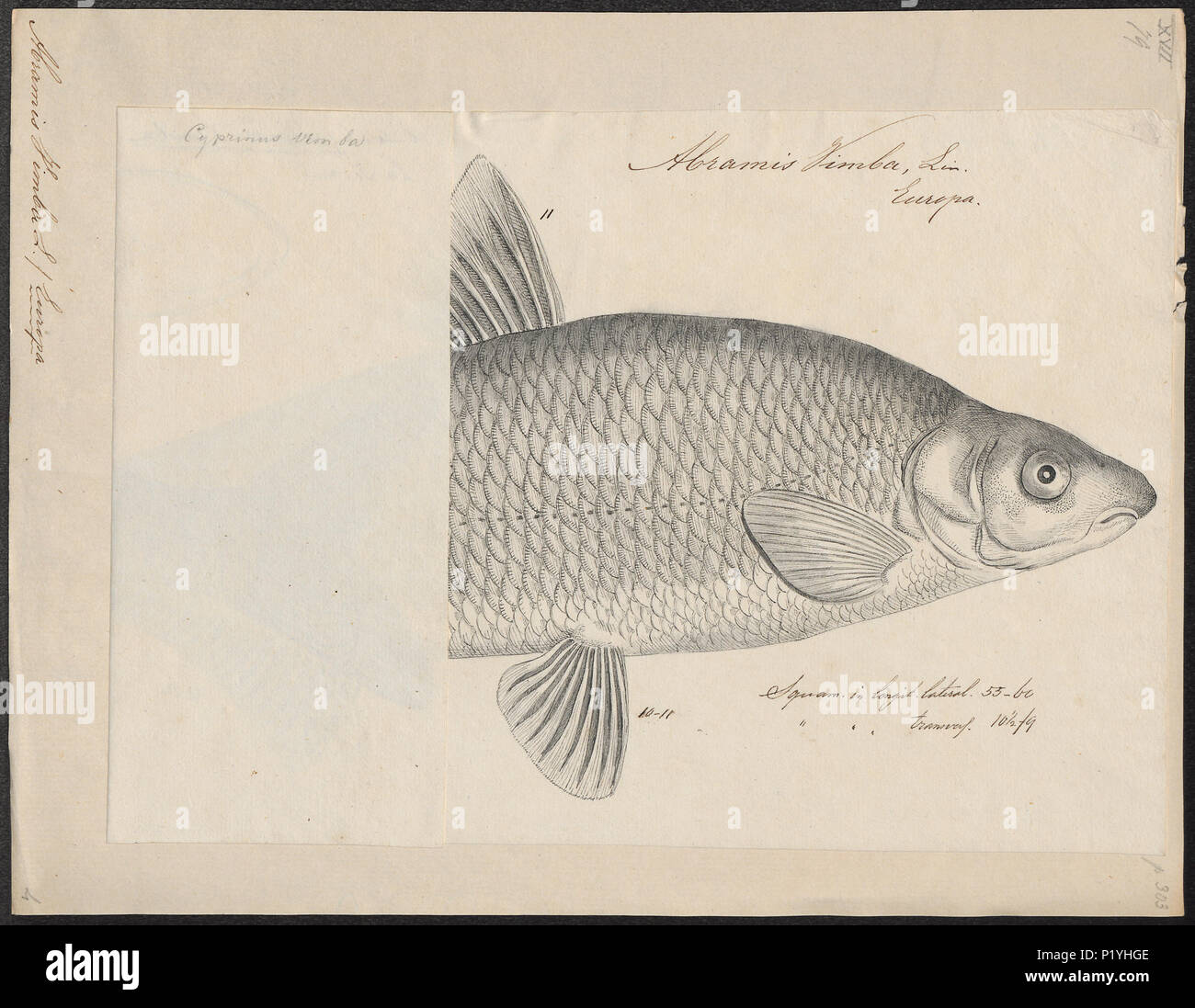4 Abramis vimba - 1700-1880 - Print - Iconographia Zoologica - Special Collections University of Amsterdam - UBA01 IZ15000130 Stock Photo