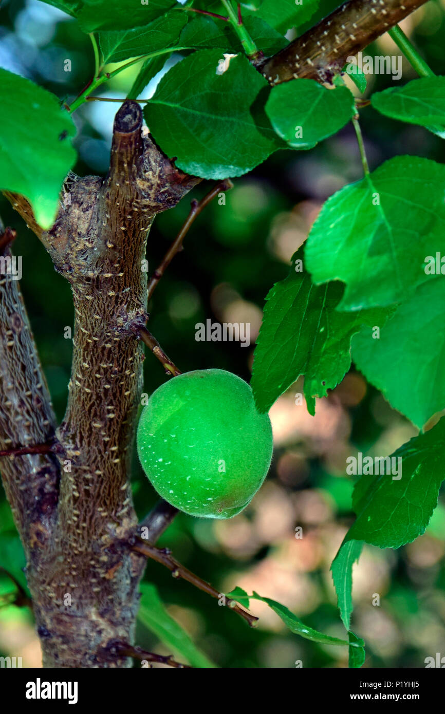 Fruit Tree With Fuzzy Leaves Fruit Trees