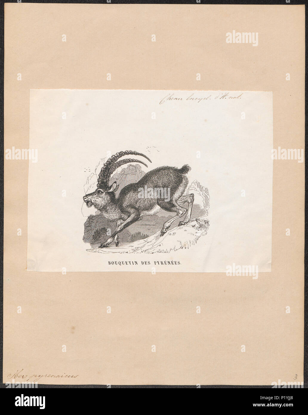 . Ibex pyrenaicus . between 1700 and 1880 155 Ibex pyrenaicus - 1700-1880 - Print - Iconographia Zoologica - Special Collections University of Amsterdam - UBA01 IZ21300167 Stock Photo