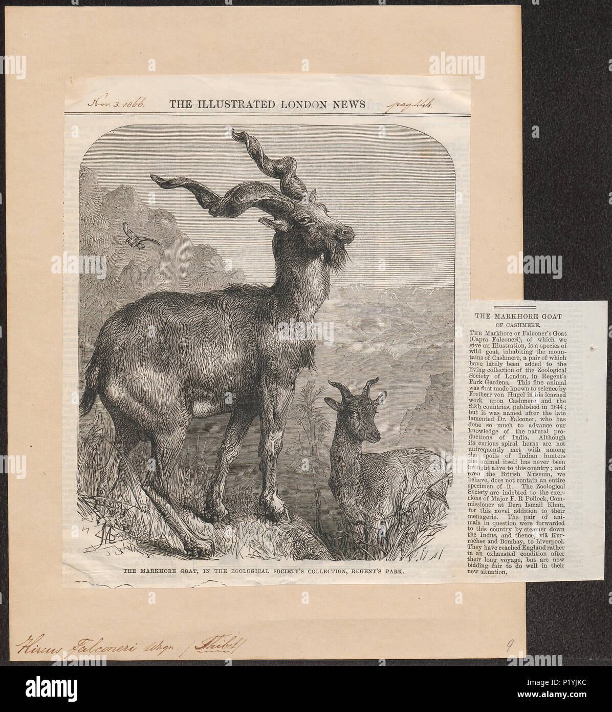 . Hircus falconeri . 1866 149 Hircus falconeri - 1866 - Print - Iconographia Zoologica - Special Collections University of Amsterdam - UBA01 IZ21300185 Stock Photo